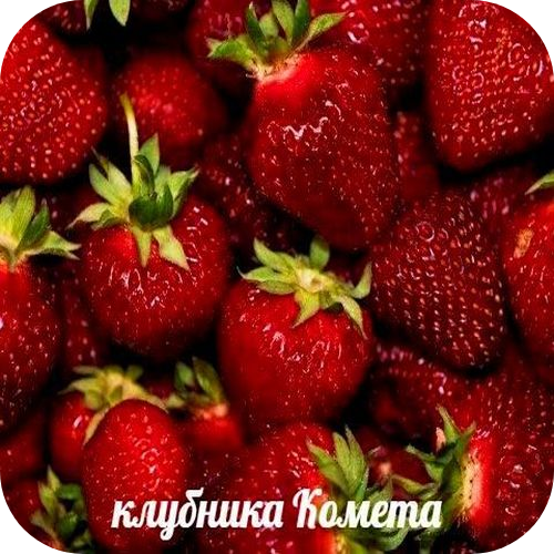 Клубника "Комета" 