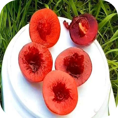 Саженцы Сливы "Санта Роза" > цена, фото Саженцы Сливы "Санта Роза" > цена, фото